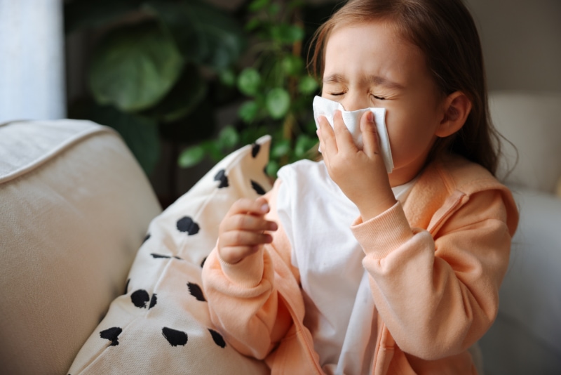 Little girl gets cold and blows her nose at home.